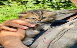 Persian cats for sale: Pure Persian golden kitten ( Persian ) in Isleworth - Image 9