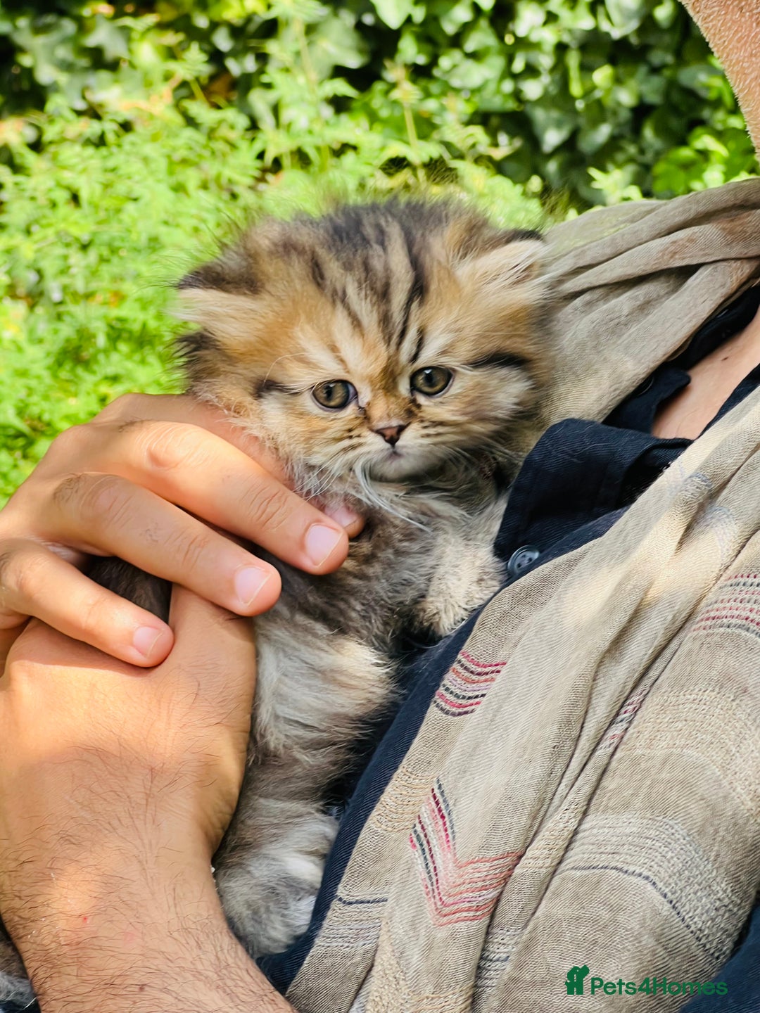 Persian cats for sale: Pure Persian golden kitten ( Persian ) in Isleworth - Image 9