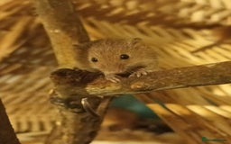 Mouse rodents for sale: Harvest mice for sale, Newcastle upon Tyne - Advert 2
