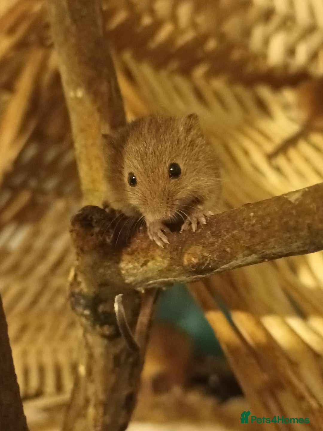 Mouse rodents for sale: Harvest mice for sale, Newcastle upon Tyne - Advert 2