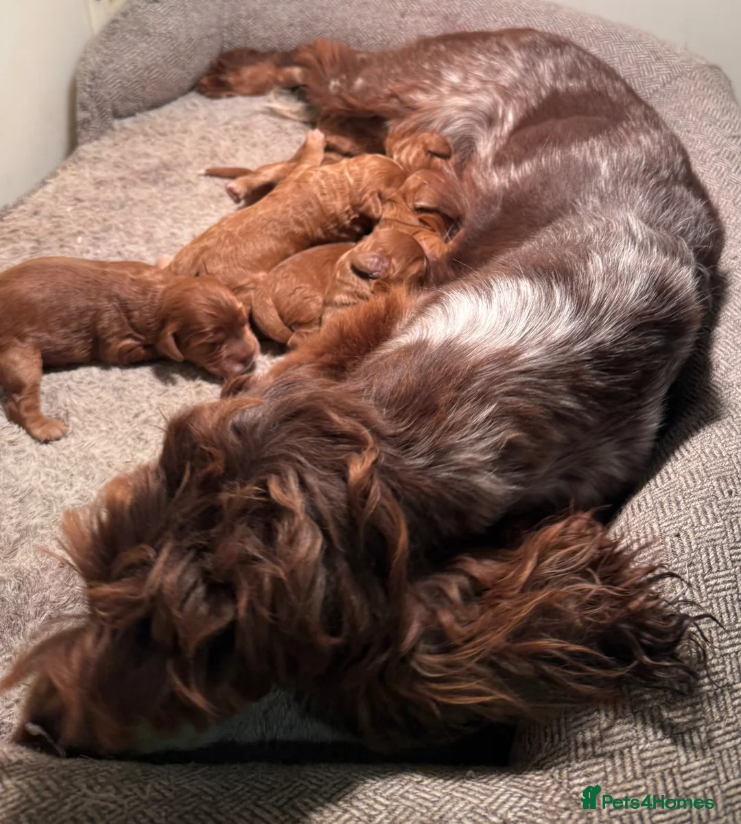 Cockapoo dogs for sale: Dark Fox red F1 toy / show cocker health tested - Advert 1