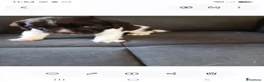 English Springer Spaniel 2