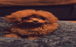 Toy Poodle dogs for sale: Asian Toy Poodle (VERY SMALL) - Image 3