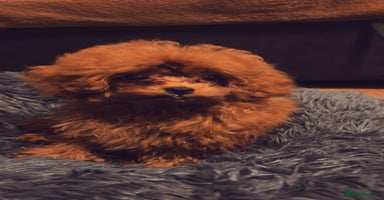 Toy Poodle dogs - Advert 4