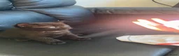 Mixed Breed cats for sale: Adorable 8 WO Kittens Looking for Loving Homes - Advert 5