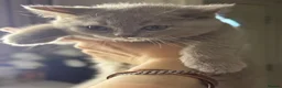 British Shorthair cats for sale: no deposit! VERY CUDDLY/LAP 100% Pure CHAMPIONS - Advert 17