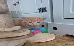 Mixed Breed cats for sale: wonderful Kittens  - Image 4