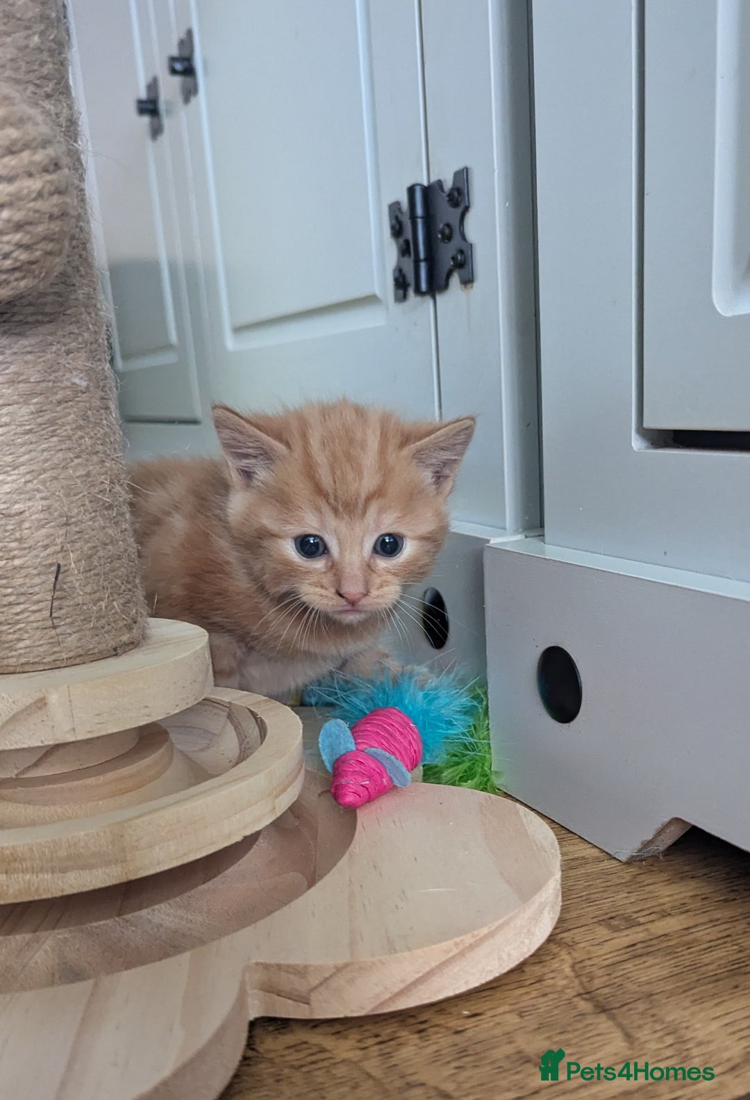 Mixed Breed cats for sale: wonderful Kittens  - Image 4