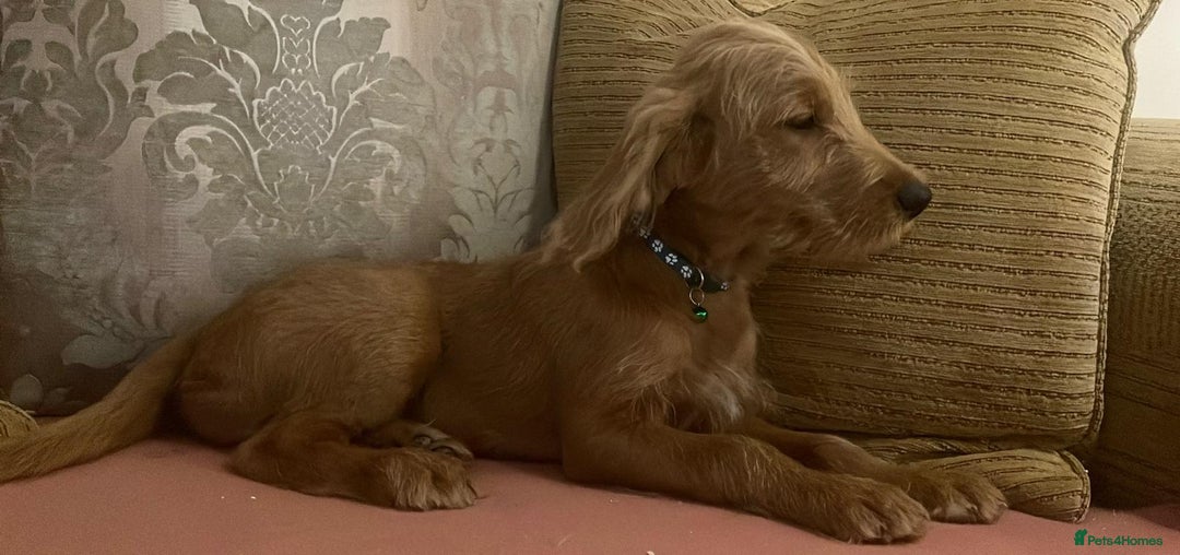 Labradoodle dogs for sale: Absolutely beautiful Labradoodles - Advert 31