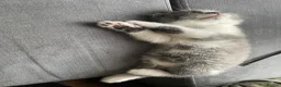 Scottish Fold cats for sale: 3 Kittens Mixed Scottish Fold/British Shorthair in March - Advert 4
