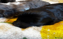 Cavapoochon dogs for sale: 🐶Exceptional cavapoochon pup's🐶 - Advert 11