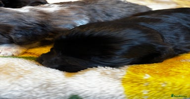 Cavapoochon dogs 🐶Exceptional cavapoochon pup's🐶 - Advert 16