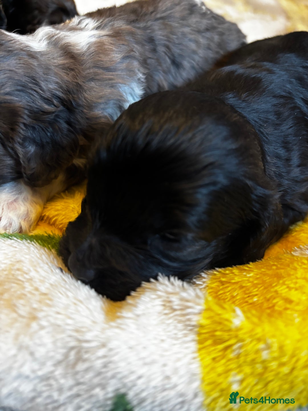 Cavapoochon dogs for sale: 🐶Exceptional cavapoochon pup's🐶 - Advert 11