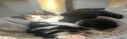 Mixed Breed cats for sale: 🐾💕 Adorable Fluffy KittensLooking for Homes 🐱🏡 - Advert 15