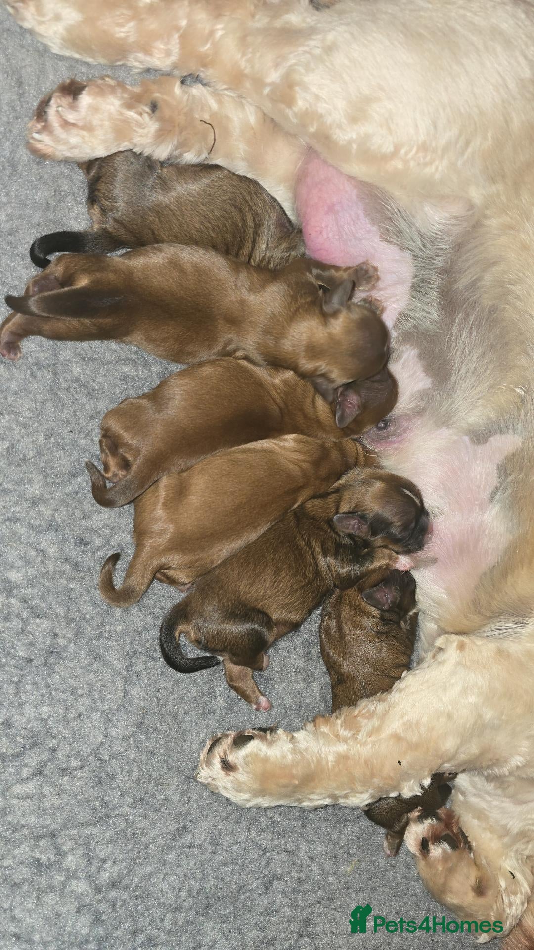 Shih Tzu dogs for sale: Shih tzu puppies - Advert 5