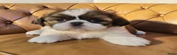 Shih Tzu dogs for sale: 🐶🐾EXCEPTIONAL PURE STANDARD SHIH TZU PUPPIES🐾🐶 - Advert 10