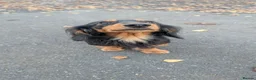 Miniature Dachshund dogs for sale: My gorgeous Longhaired Dachshund Oreo!! - Advert 2