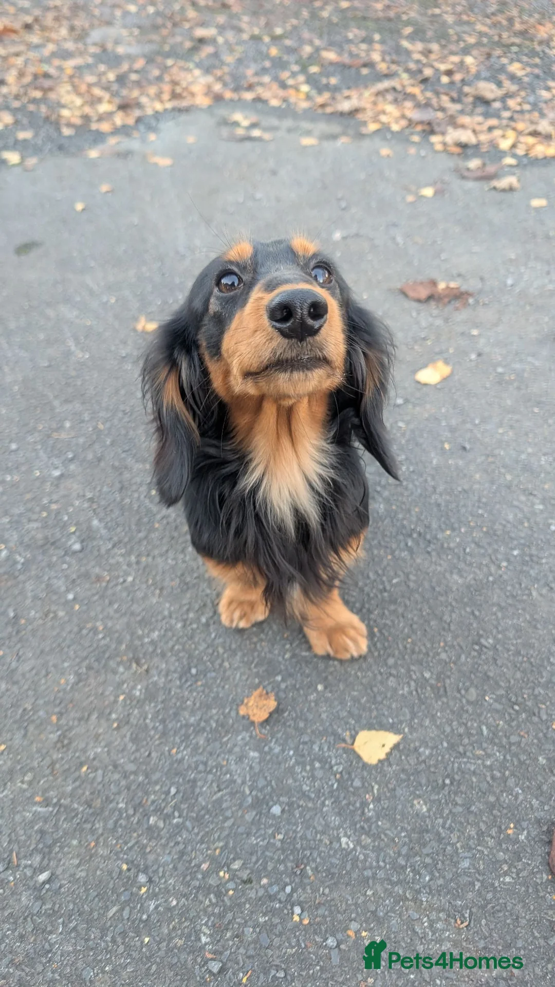 Miniature Dachshund dogs for sale: My gorgeous Longhaired Dachshund Oreo!! - Advert 2
