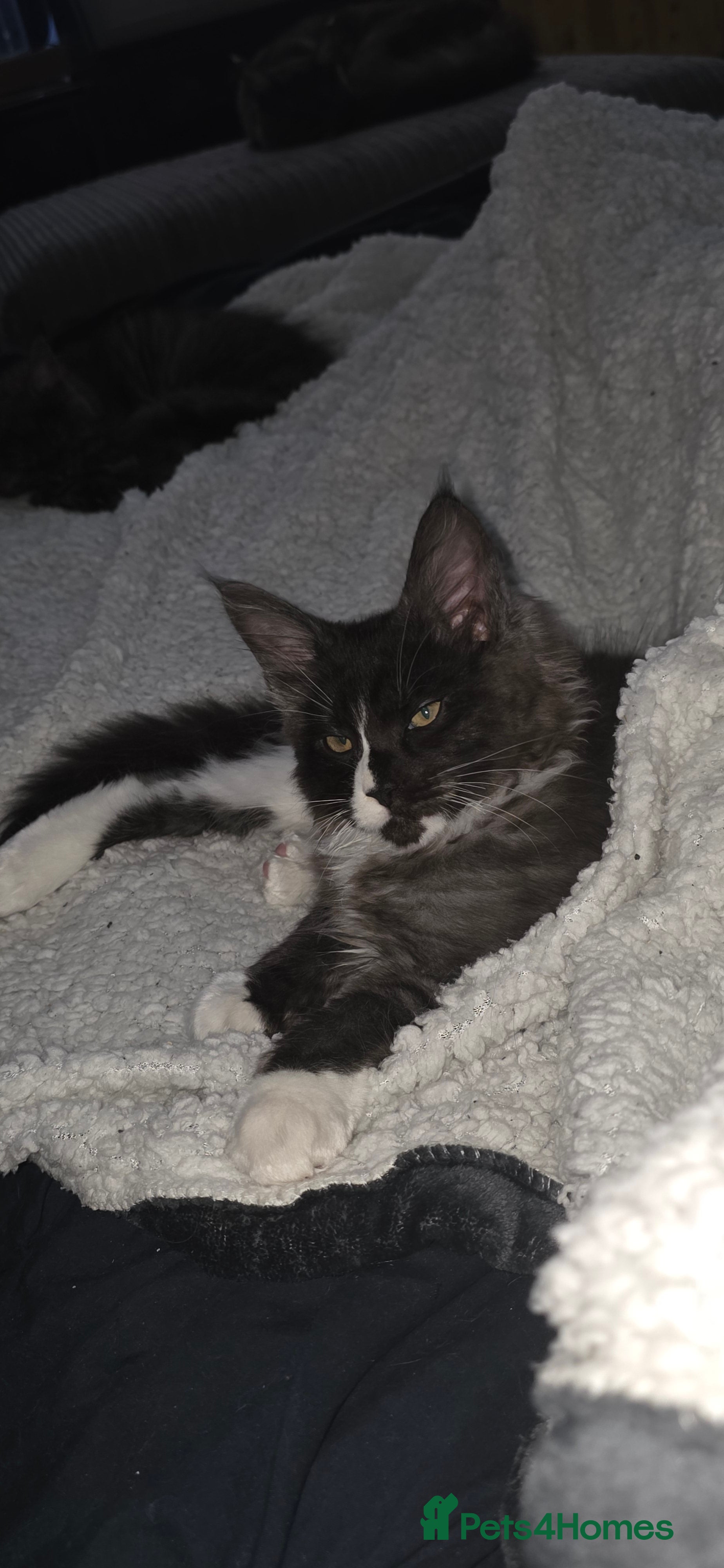 Maine Coon cats Maine Coon Kitten **available** - Advert 7