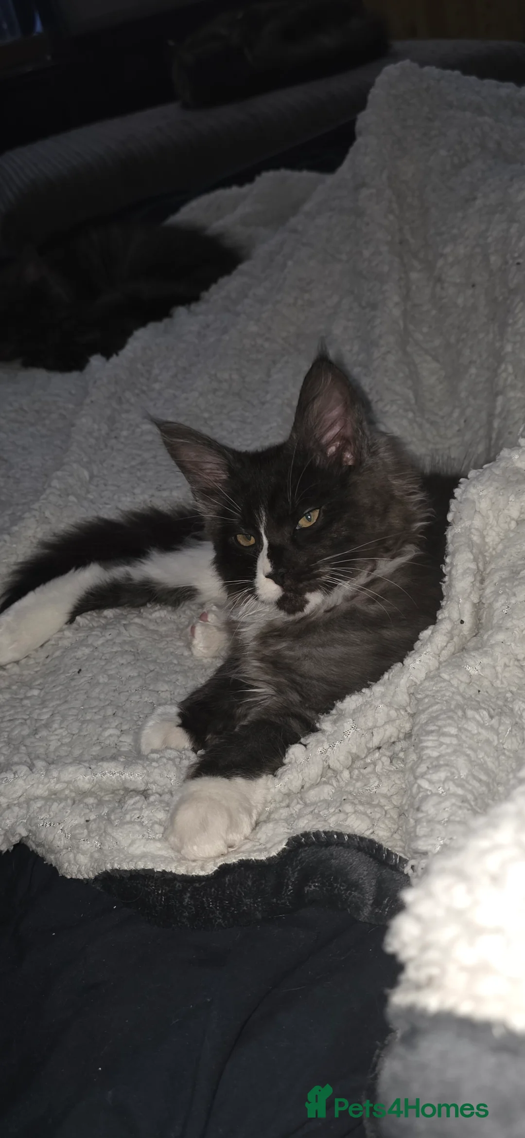 Maine Coon cats for sale: Maine Coon Kitten *available and reduced* - Advert 1
