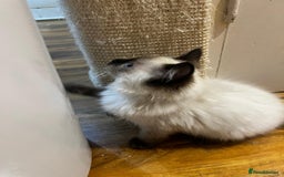 Ragdoll cats for sale: GCCF Registered Kittens - Image 5