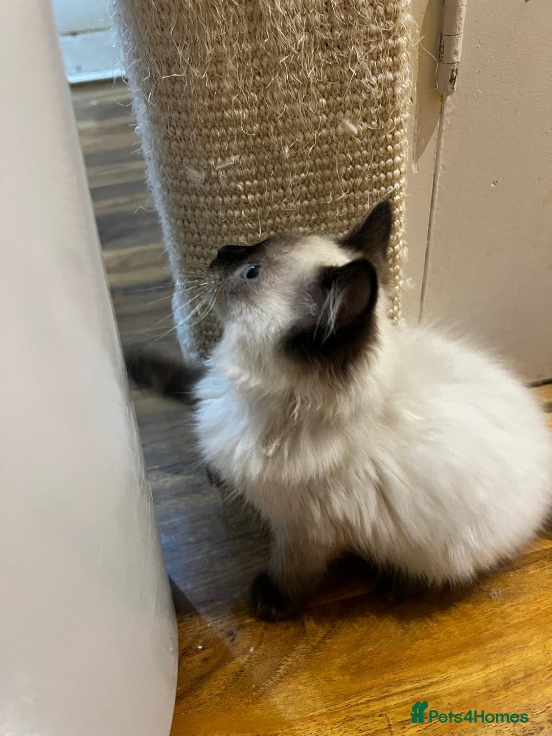 Ragdoll cats for sale: GCCF Registered Kittens - Image 5