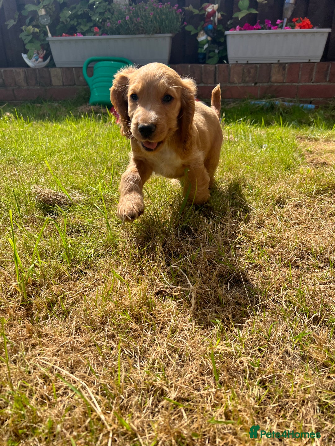 Cocker Spaniel dogs for stud: KC Reg DNA Health Tested Show Cocker Sable Stud in Doncaster - Image 13