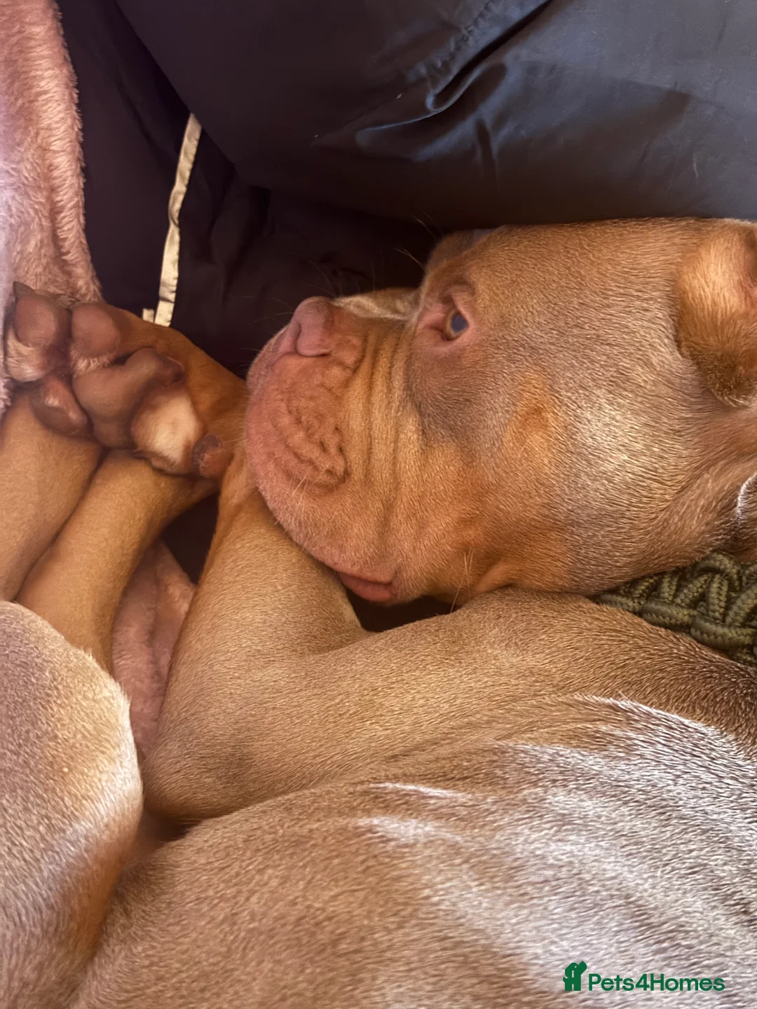 Mixed Breed dogs for sale: Beautiful American Bulldog x for Rehome - Advert 10