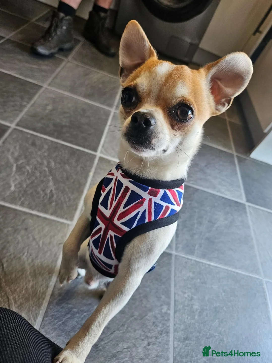 Chihuahua dogs for stud: Chihuahua stud  in Shildon - Advert 7