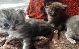 Perdoll cats for sale: FLUFFY PERDOLL KITTENS - Image 20