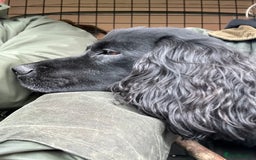 Cocker Spaniel dogs for stud: Very Small Working Cocker Spaniel for Stud  - Image 5