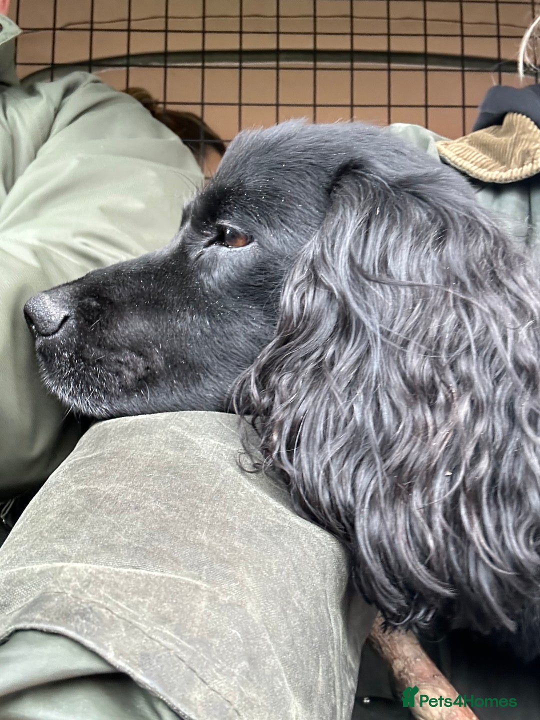 Cocker Spaniel dogs for stud: Very Small Working Cocker Spaniel for Stud  - Image 5