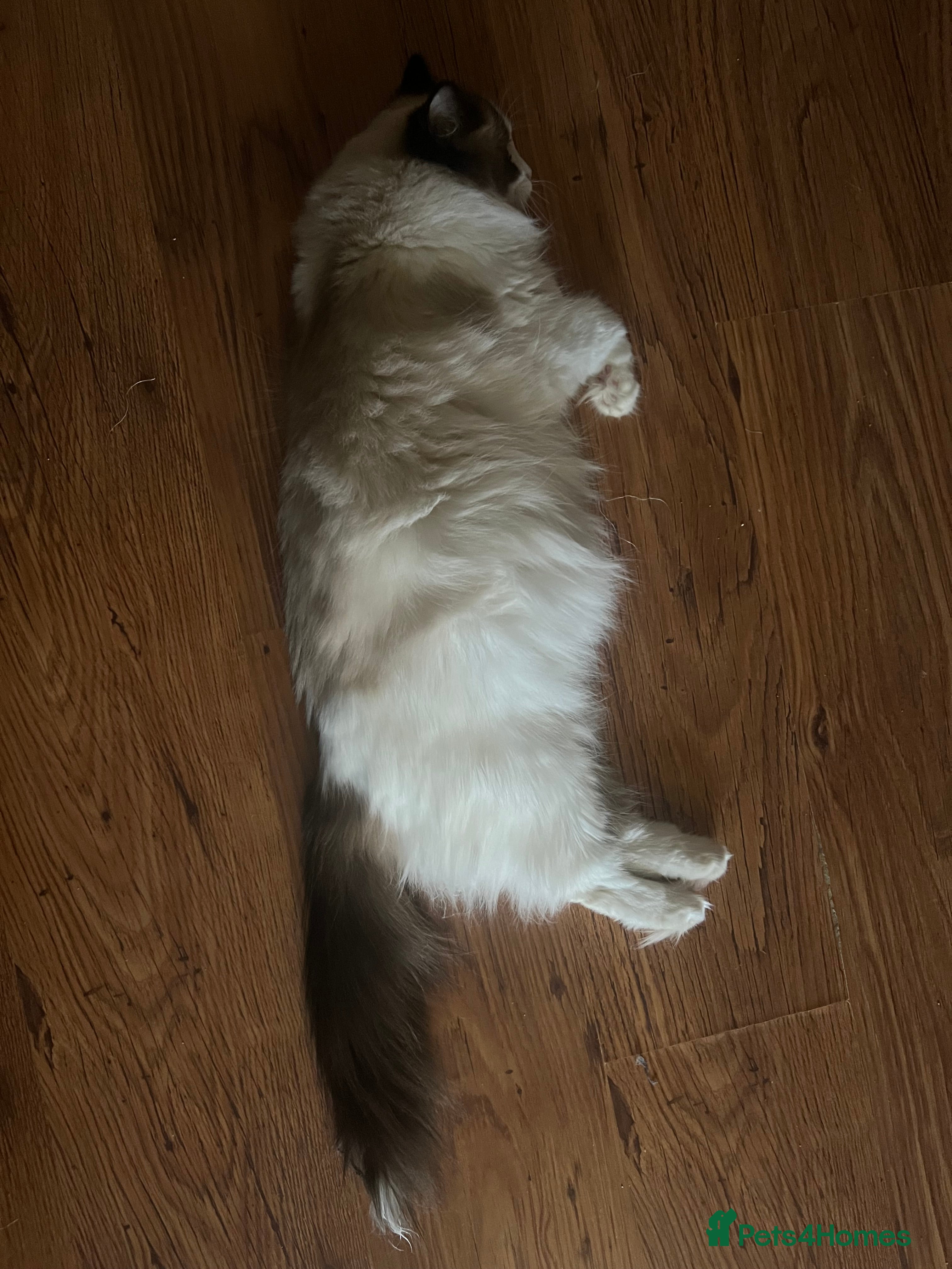 Ragdoll cats Ragdoll kittens  - Advert 2