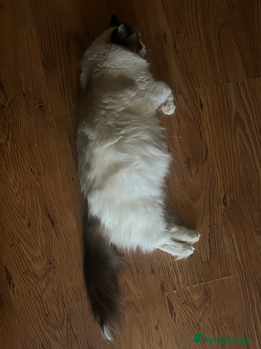 Ragdoll cats for sale: Ragdoll kittens  in Edgware - Advert 2