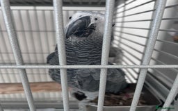 Parrots birds for sale: African grey looking for a new home  - Image 1