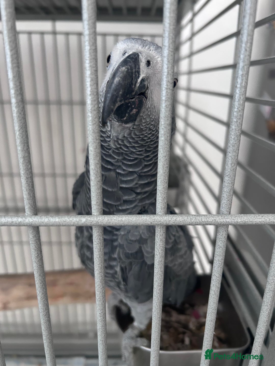 Parrots birds for sale: African grey looking for a new home  - Image 1