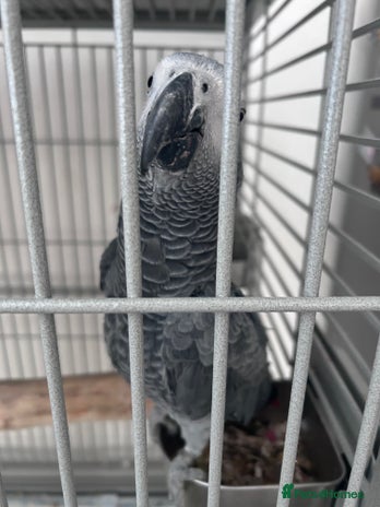 Parrots birds - Advert 7