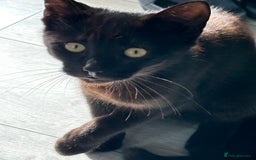 Mixed Breed cats for sale: Ragdoll mix  - Image 2