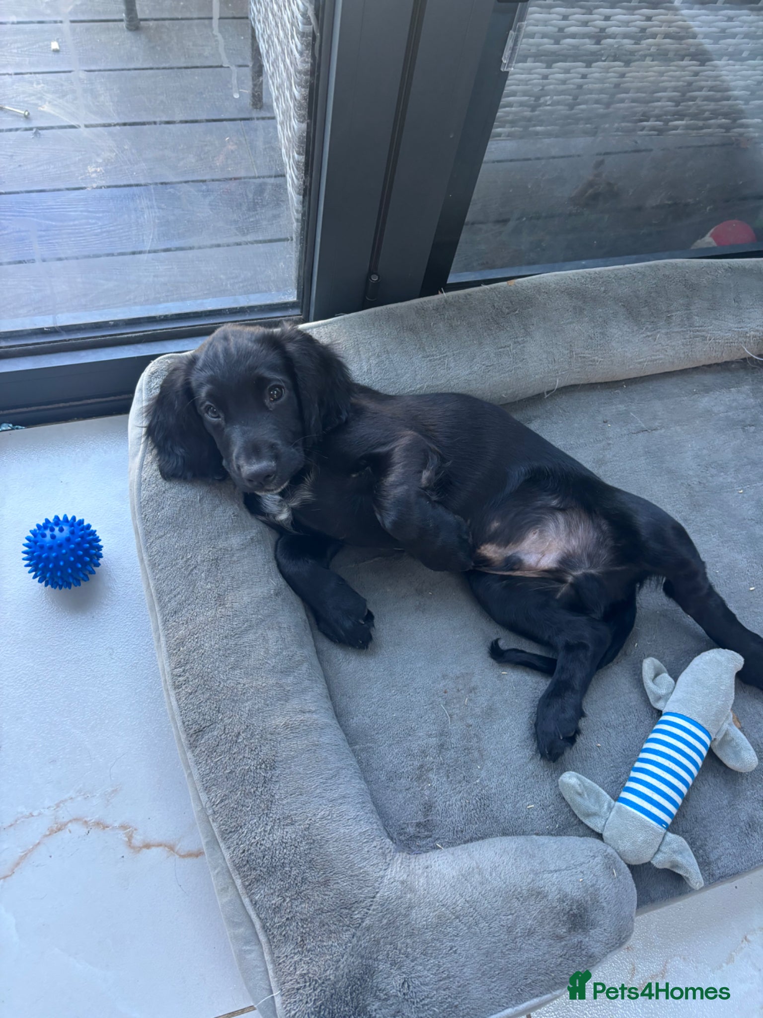 Cocker Spaniel dogs Stunning Cocker Spaniel puppy black boy for sale - Advert 10