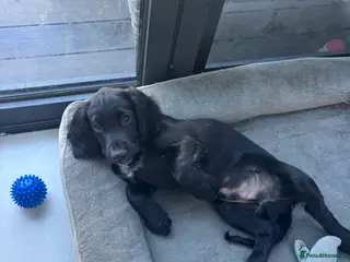 Cocker Spaniel dogs Stunning Cocker Spaniel puppy black boy for sale - Advert 10