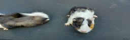 Guinea Pig rodents for sale: Beautiful baby Guinea Pigs - Advert 3