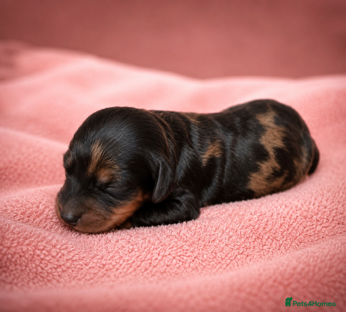 Mixed Breed dogs Cavapoo x Cocker pups Merle, chocolate, tri, tan - Advert 1