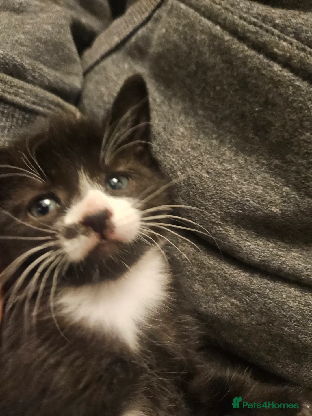 Mixed Breed cats for sale: Beautiful, Playful Kittens- Ready for Loving Homes - Advert 11