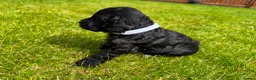 Cockapoo dogs for sale: Toy cockapoo puppies (golden) (tri) super cute - Advert 4