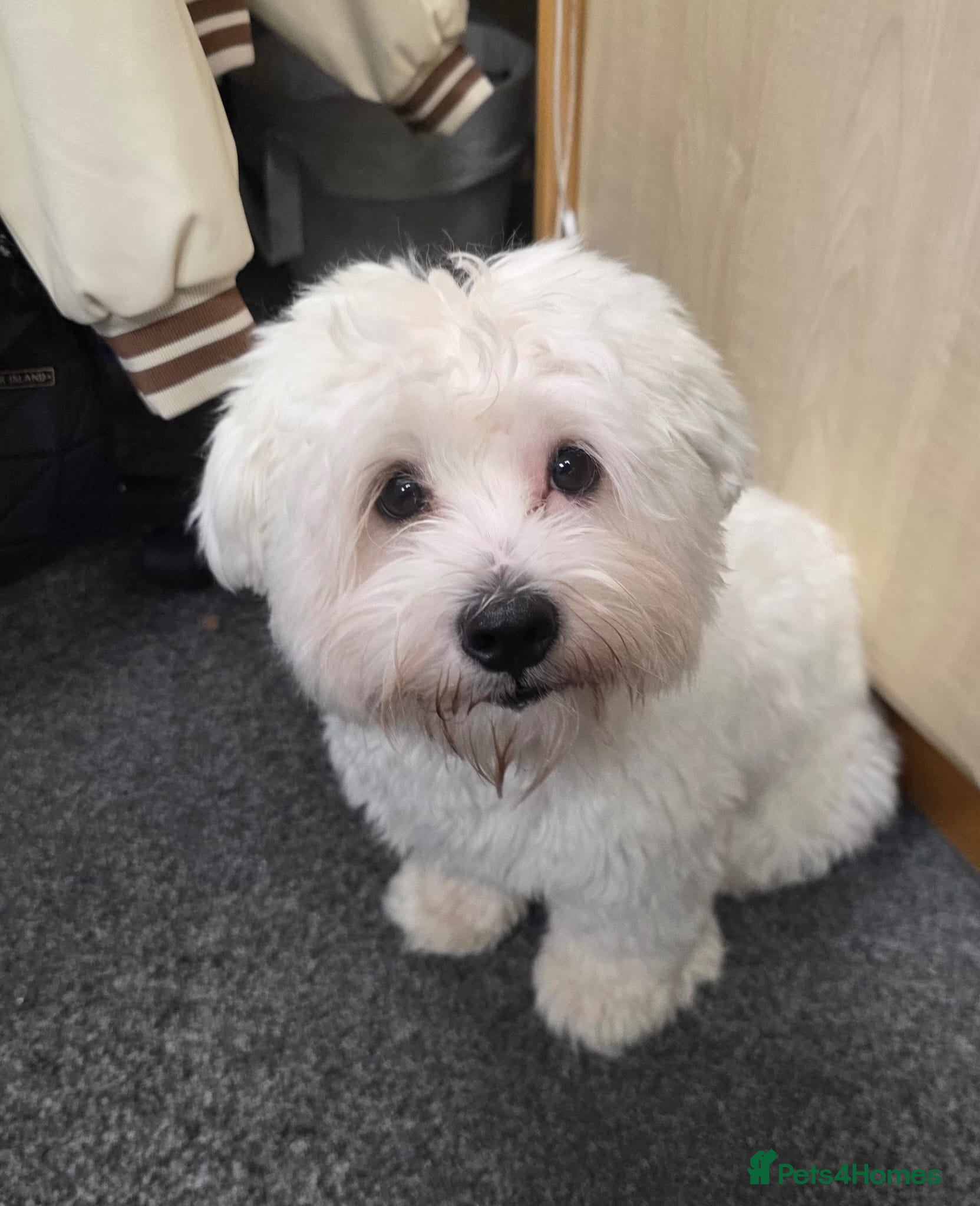 Mixed Breed dogs Flora  in Lincoln - Advert 2