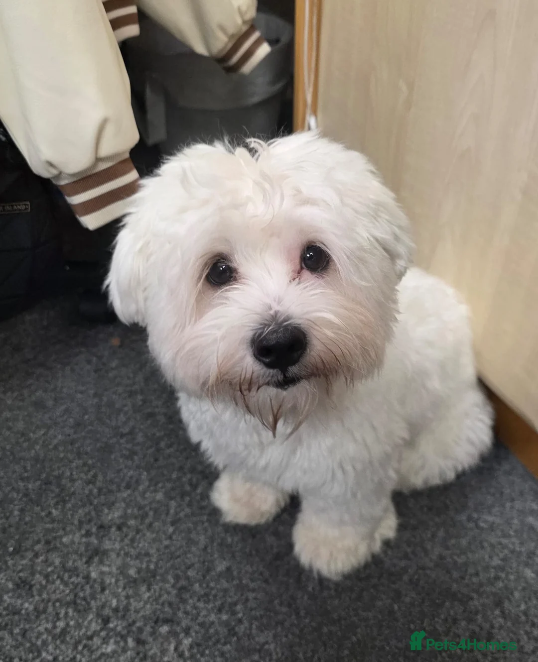 Mixed Breed dogs for sale: Flora  - Advert 1