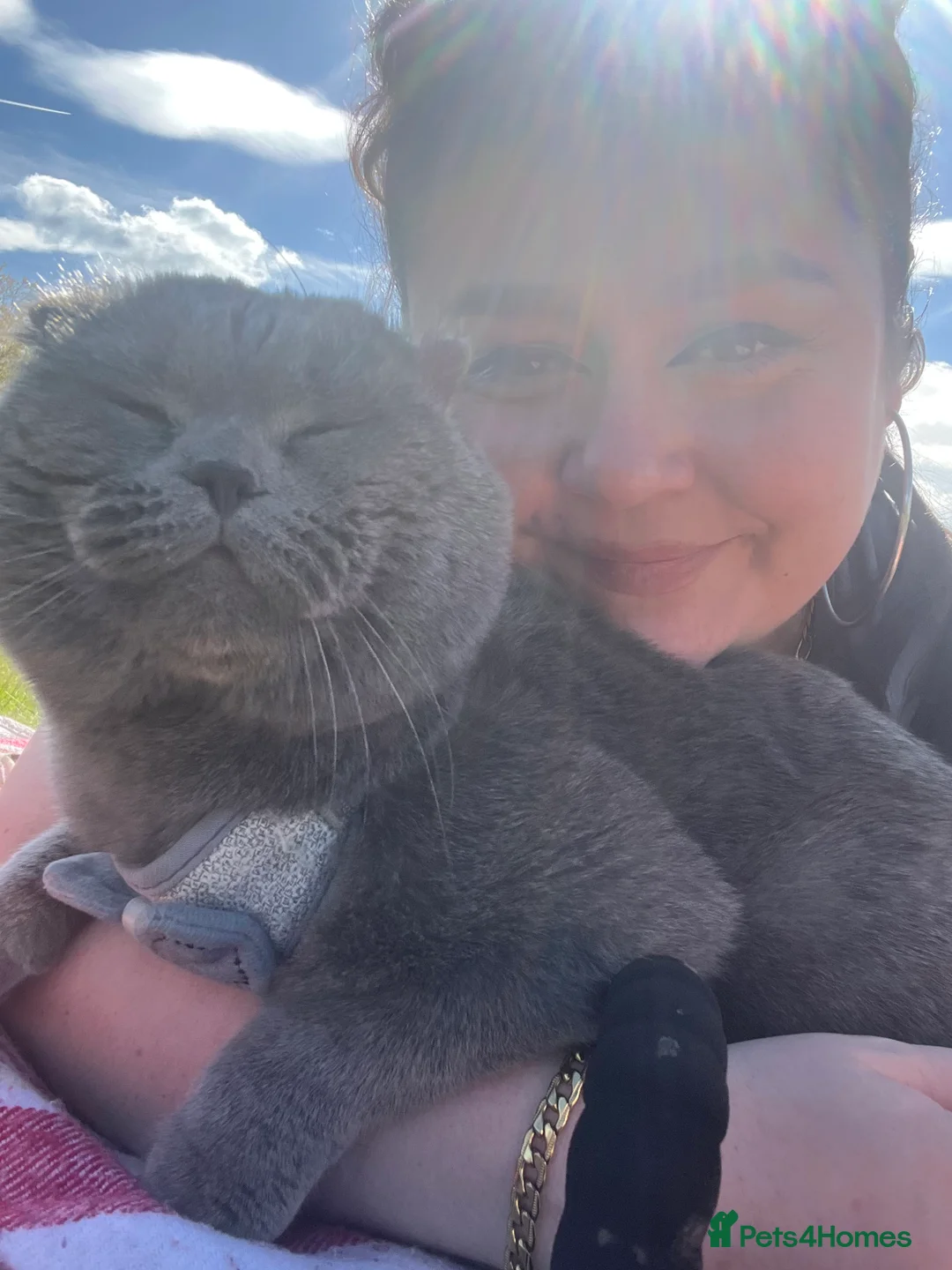 Scottish Fold cats for stud: FOLD AVAILABLE FOR STUD MANCHESTER THIS WEEK  in Salford - Advert 2