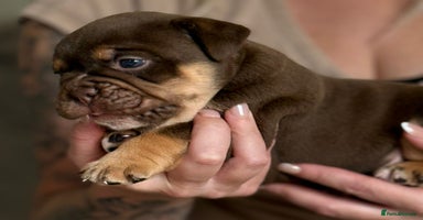 English Bulldog dogs - Advert 15