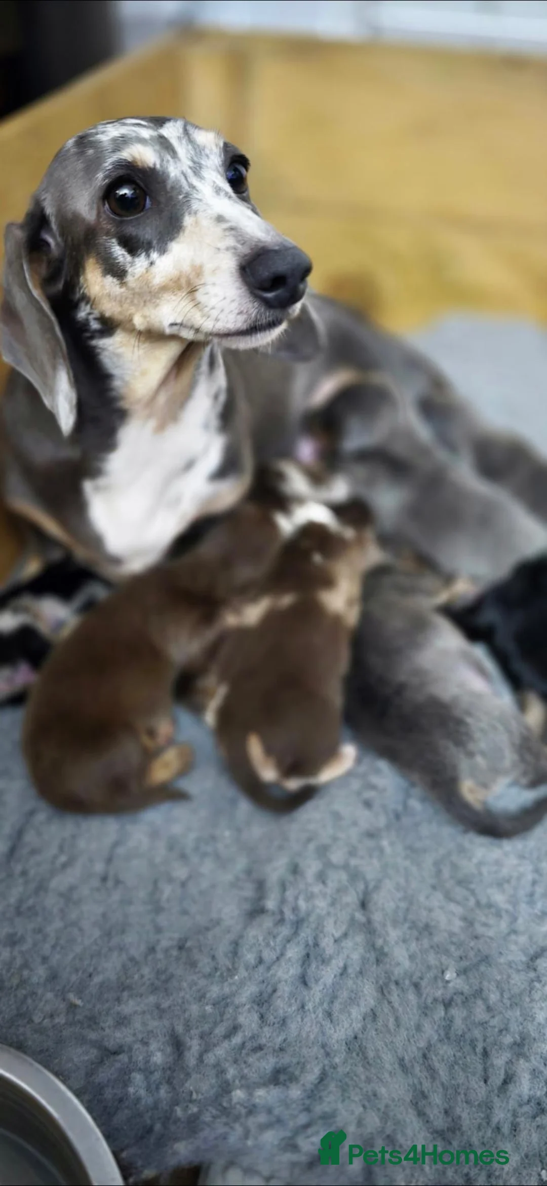 Miniature Dachshund dogs for sale: Black Dapple shorthair girl  - Advert 9