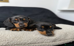 Miniature Dachshund dogs for sale: Miniature dachshund puppies  - Image 1